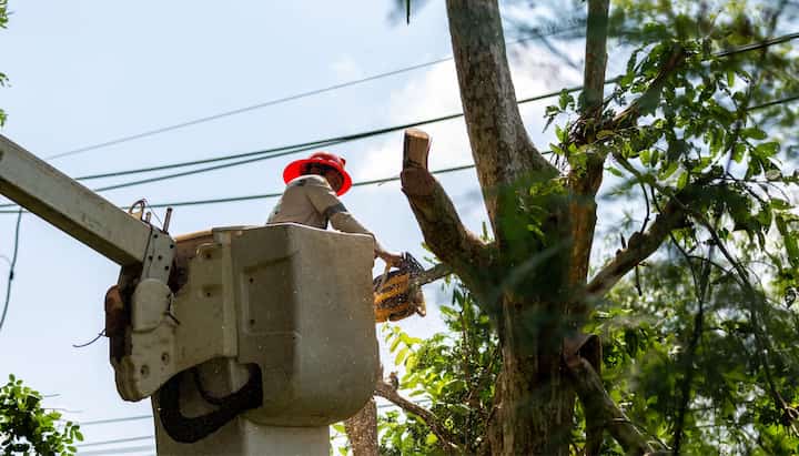 tree maintenance services Milton