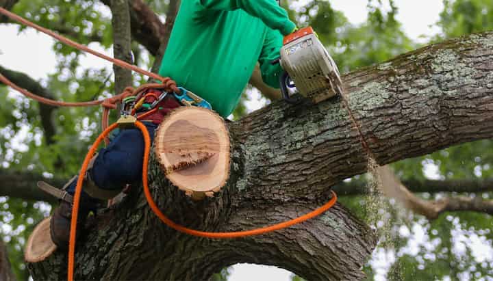 tree removal in Milton
