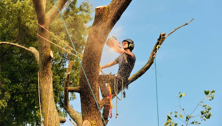 Milton tree maintenance