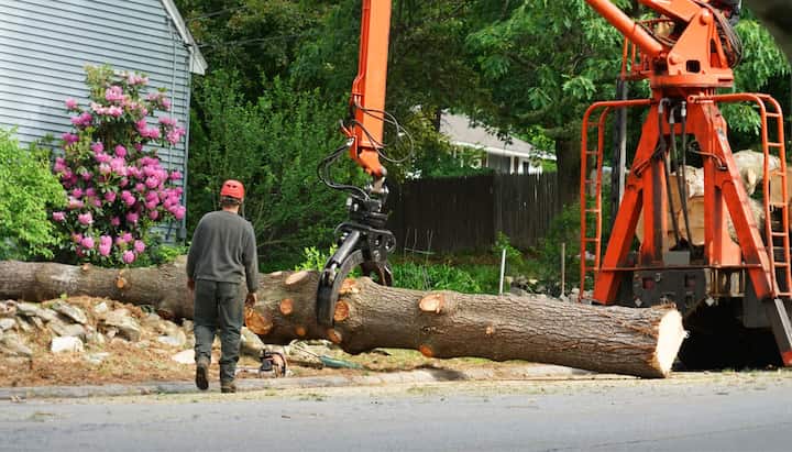 tree removal Milton