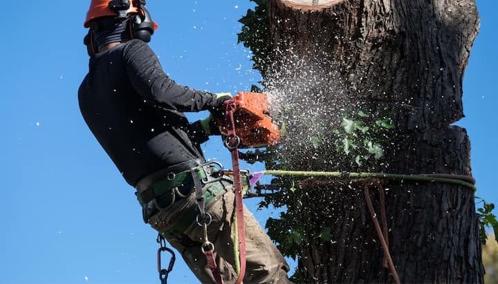 Milton tree removal